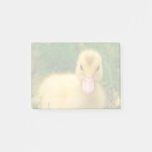 A Tiny Duckling Post-it Notes