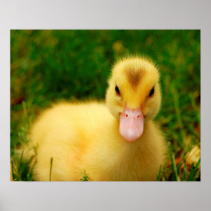 A Tiny Duckling Poster