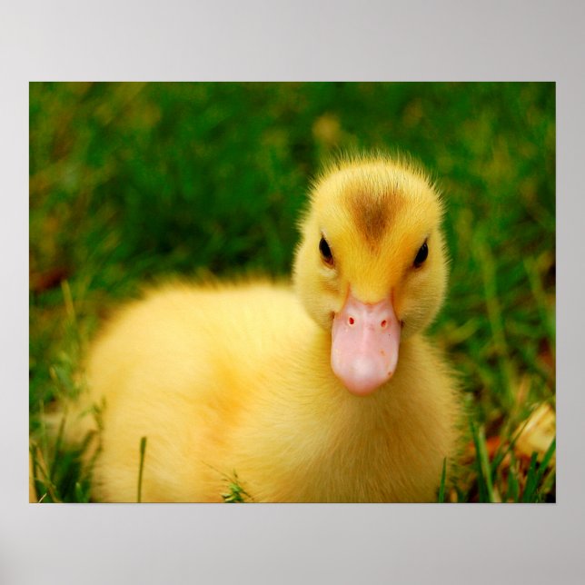 A Tiny Duckling Poster (Front)