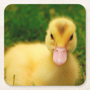 A Tiny Duckling Square Paper Coaster