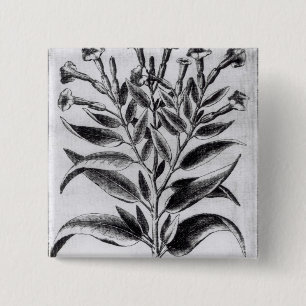 A Tobacco Plant, 1622 15 Cm Square Badge