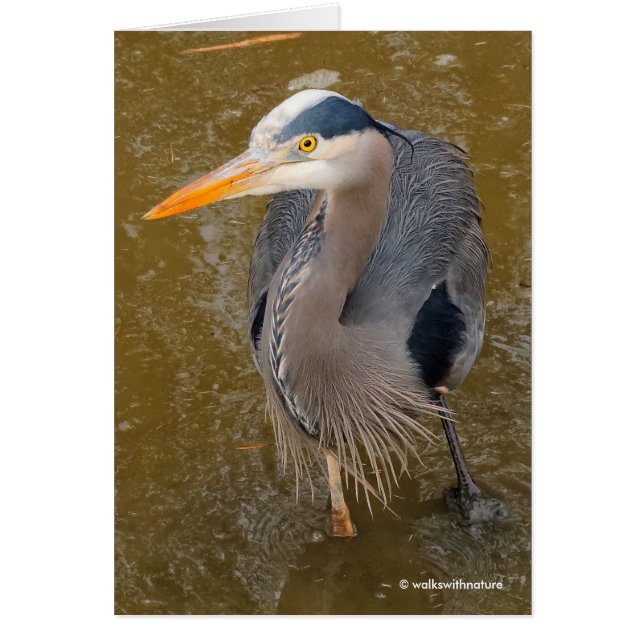 A Top-Down View of a Blue Heron (Front)