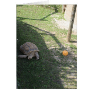 a tortoise at a zoo blank inside greeting card