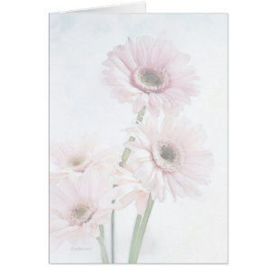 A Touch Of Pink Gerber Daisies
