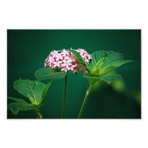 A Touch of Pink in the Green Photo Print