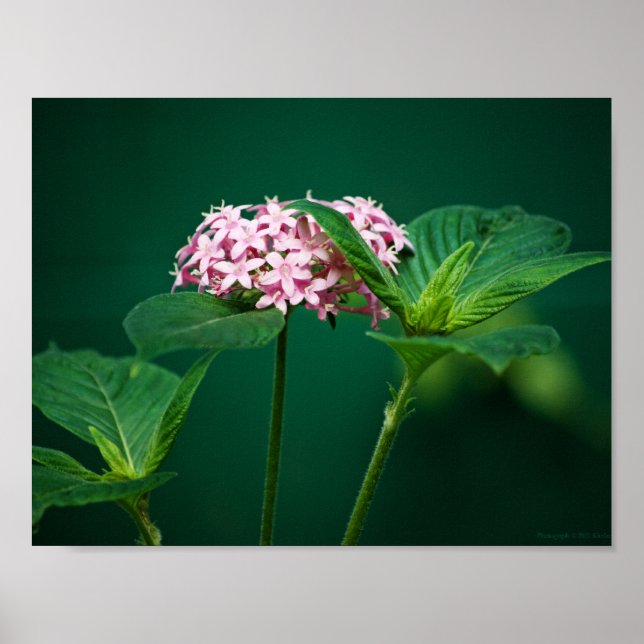 A Touch of Pink in the Green Print (Front)