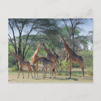 A Tower of Giraffes Postcard