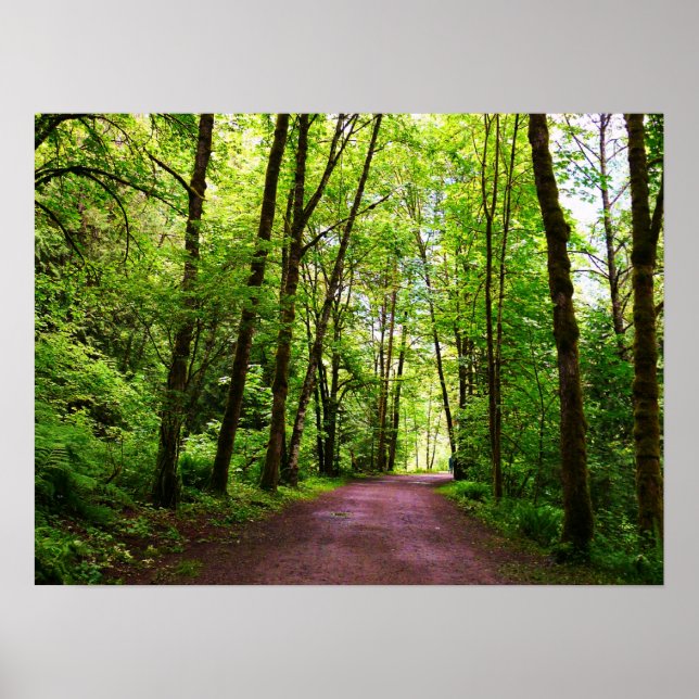 A trail in the Woods Poster (Front)