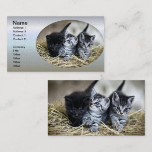 A Trio of Kittens Nesseled Together Business Card