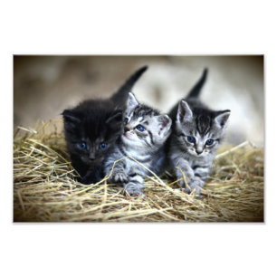 A Trio of Kittens Nesseled Together Photo Print