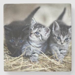 A Trio of Kittens Nesseled Together Stone Coaster