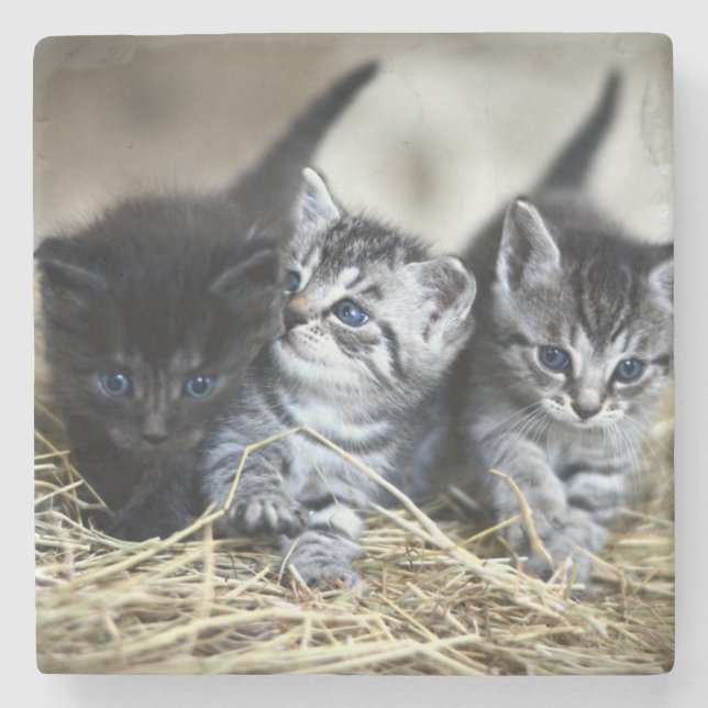 A Trio of Kittens Nesseled Together Stone Coaster (Front)