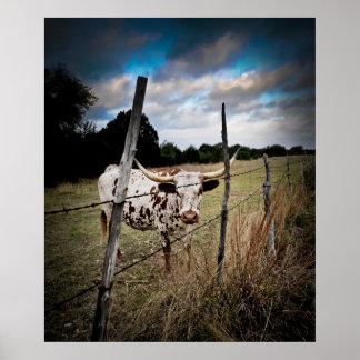 A True Texas Longhorn Poster