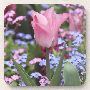 A tulip at Luxembourg Gardens, Paris, France Coaster