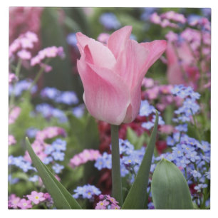A tulip at Luxembourg Gardens, Paris, France Tile
