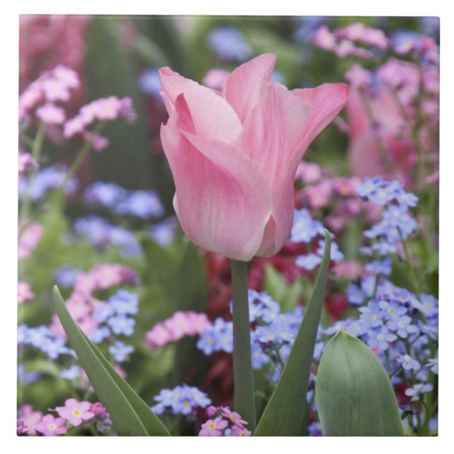 A tulip at Luxembourg Gardens, Paris, France Tile (Front)