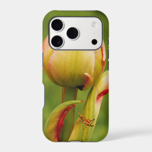 A tulip bud