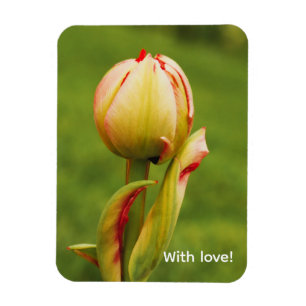A tulip bud magnet