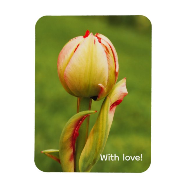 A tulip bud magnet (Vertical)