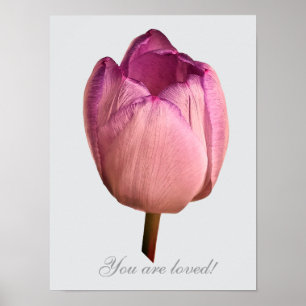 A tulip flower poster