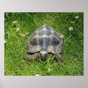 A turtle in the grass poster