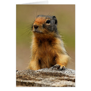 A Twitchy-Nosed Columbian Ground Squirrel