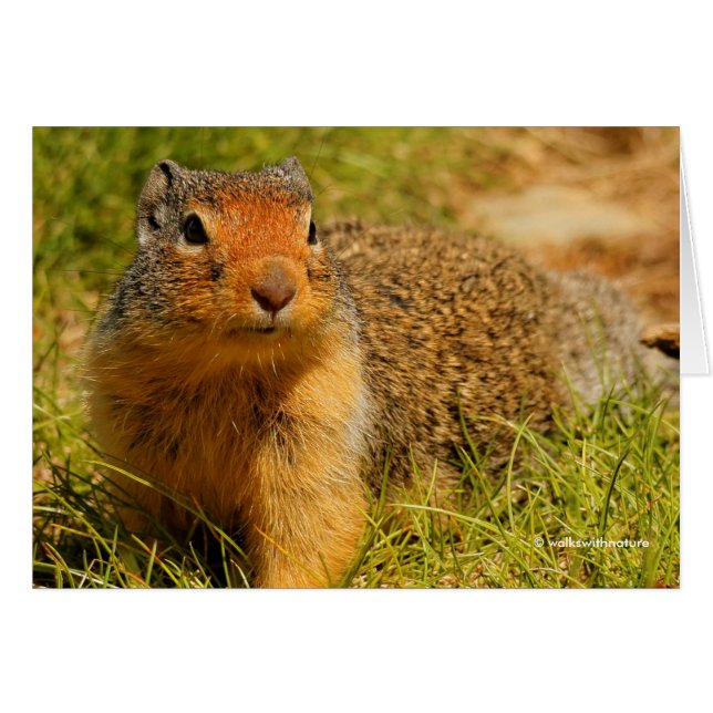 A Twitchy-Nosed Columbian Ground Squirrel (Front Horizontal)