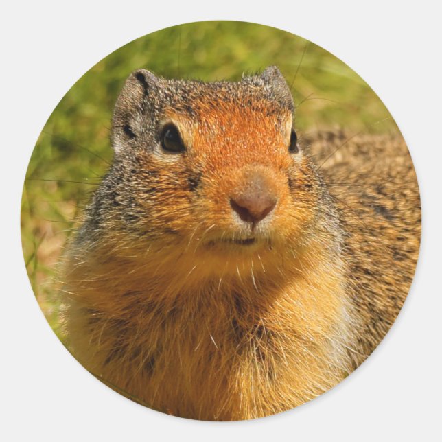 A Twitchy-Nosed Columbian Ground Squirrel Classic Round Sticker (Front)