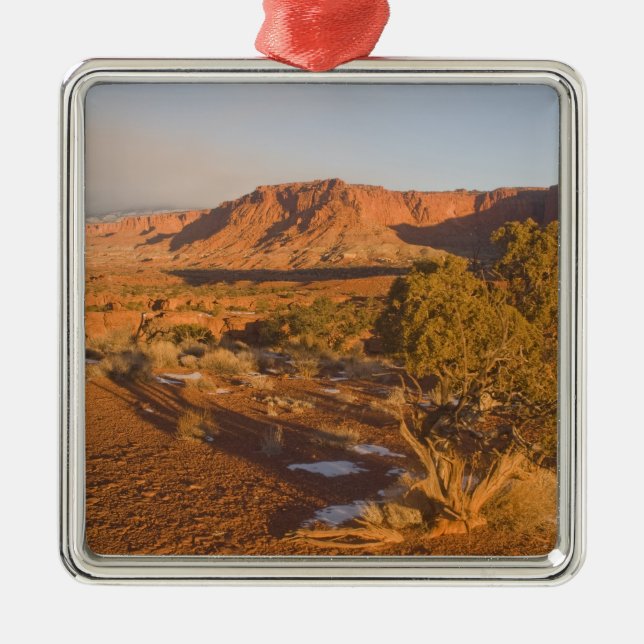 A Utah Juniper Juniperus osteosperma) tree in 2 Metal Tree Decoration (Front)