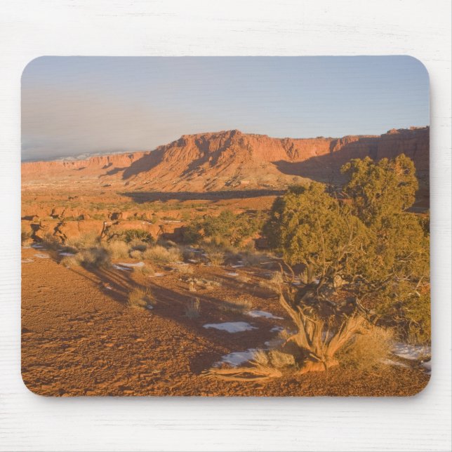 A Utah Juniper Juniperus osteosperma) tree in 2 Mouse Pad (Front)