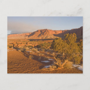 A Utah Juniper Juniperus osteosperma) tree in 2 Postcard
