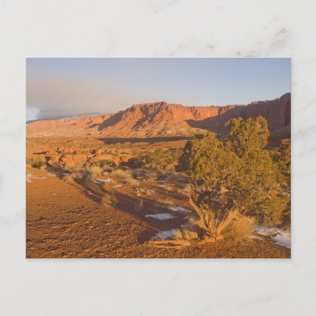 A Utah Juniper Juniperus osteosperma) tree in 2 Postcard (Front)