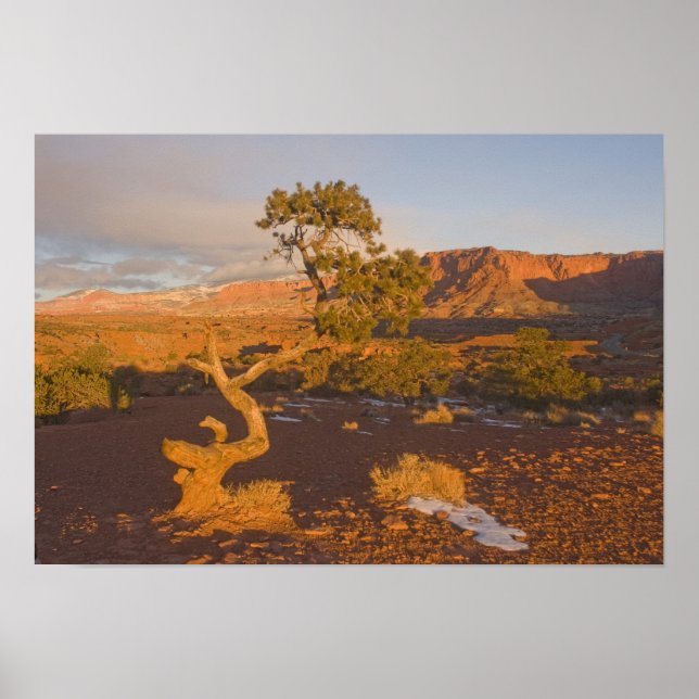 A Utah Juniper Juniperus osteosperma) tree in Poster (Front)