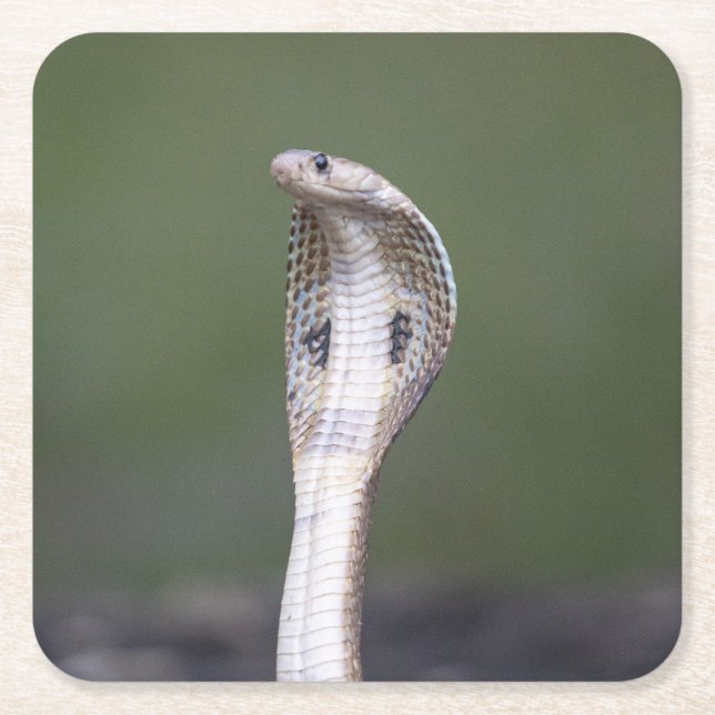 A Venomous Cobra Snake Square Paper Coaster (Front)