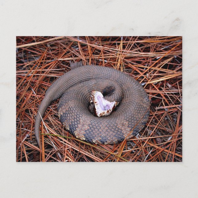 A venomous Eastern Cottonmouth snake Postcard (Front)