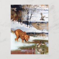 A versatile aristocrat in the Hungarian Vizsla