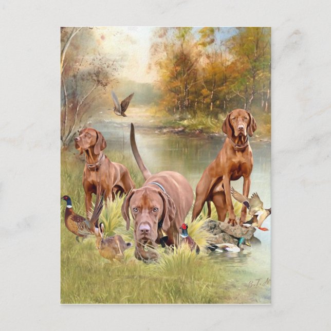 A versatile aristocrat in the Hungarian Vizsla Postcard (Front)