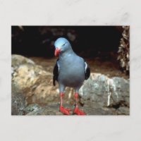 a very colour full pidgeon with red feet