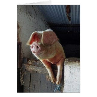 A very happy pig, Cornwall 2012