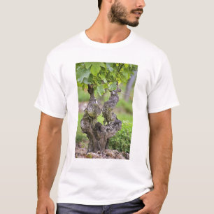 A very old vine in the Clos de l'Echo vineyard T-Shirt
