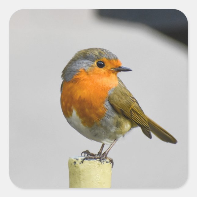 A Very Stunning Robin  Square Sticker (Front)
