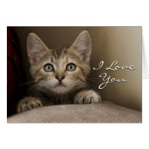 A Very Sweet Tabby Kitten