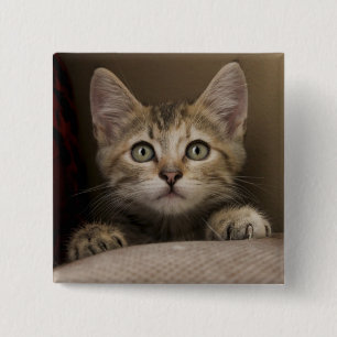 A Very Sweet Tabby Kitten 15 Cm Square Badge