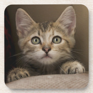 A Very Sweet Tabby Kitten Coaster