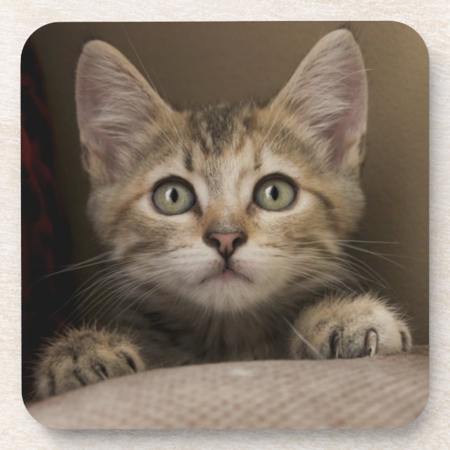 A Very Sweet Tabby Kitten Coaster (Front)
