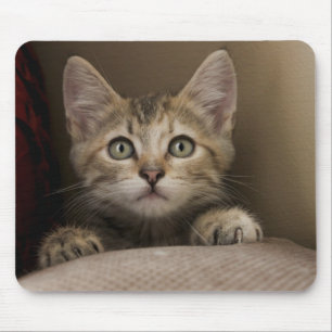 A Very Sweet Tabby Kitten Mouse Pad