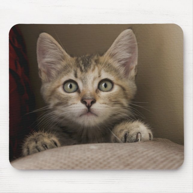 A Very Sweet Tabby Kitten Mouse Pad (Front)