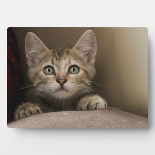 A Very Sweet Tabby Kitten Plaque (Front)
