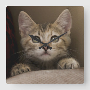 A Very Sweet Tabby Kitten Square Wall Clock