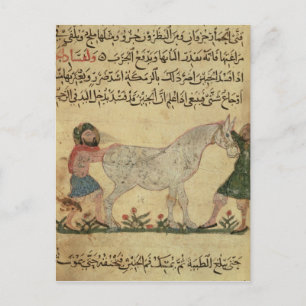 A veterinarian helping a mare to give birth postcard